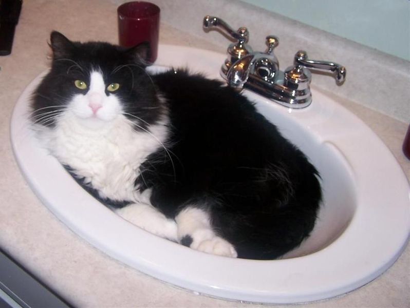 My cat, Bonkers (a Norwegian Forest cat) laying in the bathroom sink