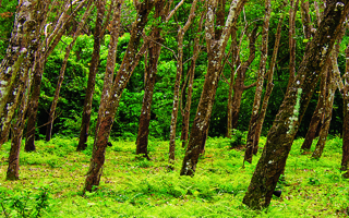 Rubber Wood Trees